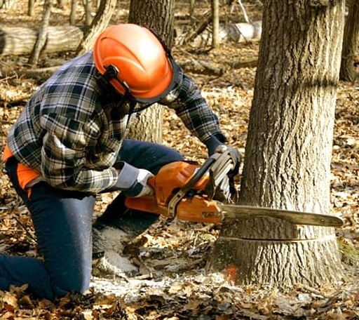 Tree Removal in Sutton, WV